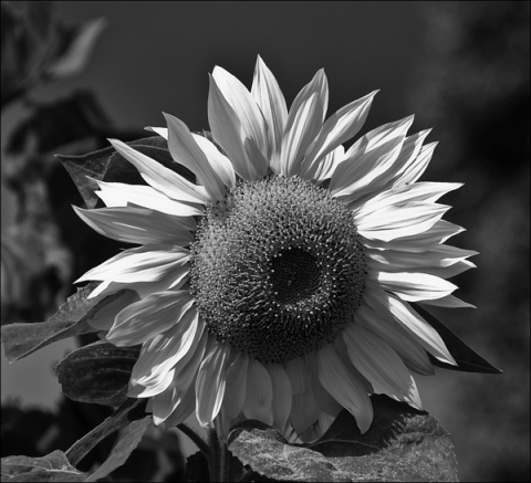 Kliknij na zdjęcie, żeby zobaczyć w pełnych wymiarach