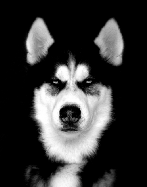 Kliknij na zdjęcie, żeby zobaczyć w pełnych wymiarach