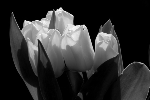 Kliknij na zdjęcie, żeby zobaczyć w pełnych wymiarach