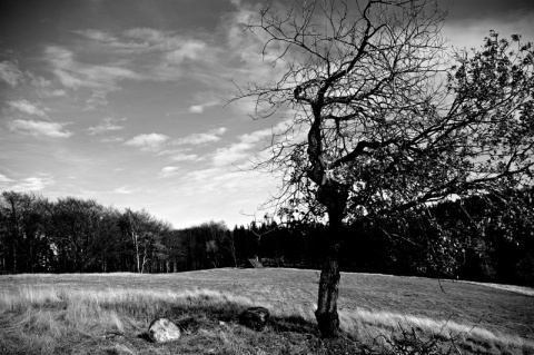 Kliknij na zdjęcie, żeby zobaczyć w pełnych wymiarach