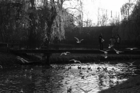 Kliknij na zdjęcie, żeby zobaczyć w pełnych wymiarach