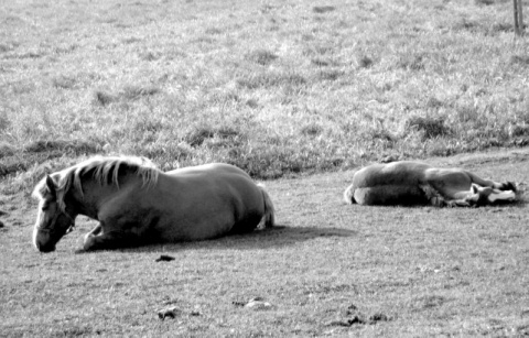 Kliknij na zdjęcie, żeby zobaczyć w pełnych wymiarach