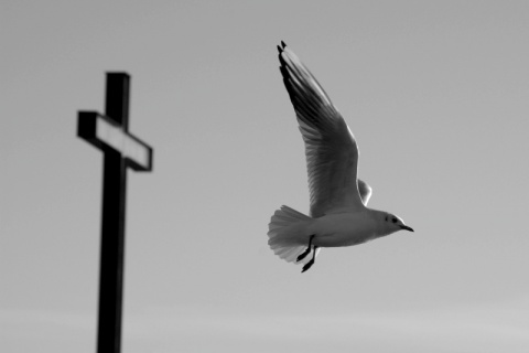 Kliknij na zdjęcie, żeby zobaczyć w pełnych wymiarach