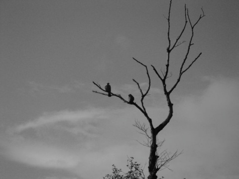 Kliknij na zdjęcie, żeby zobaczyć w pełnych wymiarach