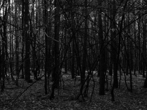 Kliknij na zdjęcie, żeby zobaczyć w pełnych wymiarach