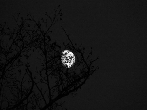 Kliknij na zdjęcie, żeby zobaczyć w pełnych wymiarach