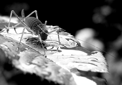 Kliknij na zdjęcie, żeby zobaczyć w pełnych wymiarach