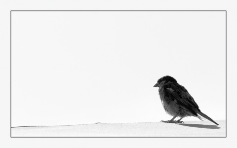 Kliknij na zdjęcie, żeby zobaczyć w pełnych wymiarach