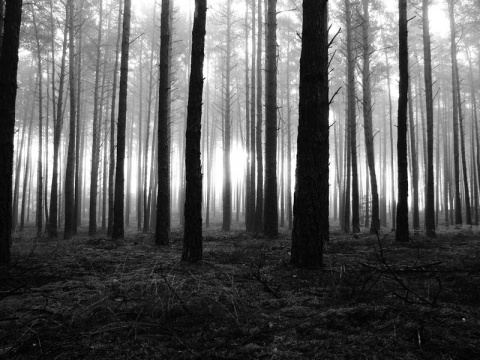 Kliknij na zdjęcie, żeby zobaczyć w pełnych wymiarach