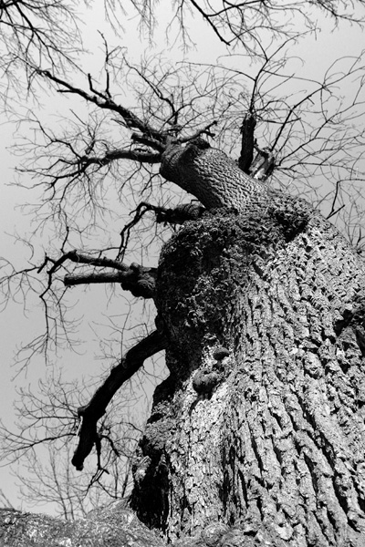 Kliknij na zdjęcie, żeby zobaczyć w pełnych wymiarach