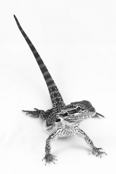 Kliknij na zdjęcie, żeby zobaczyć w pełnych wymiarach