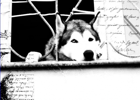 Kliknij na zdjęcie, żeby zobaczyć w pełnych wymiarach