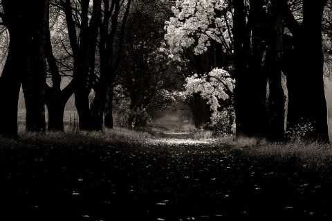 Kliknij na zdjęcie, żeby zobaczyć w pełnych wymiarach