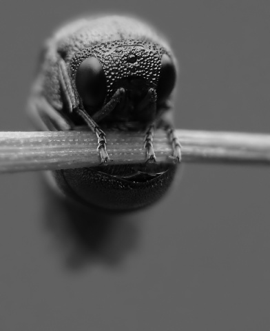 Kliknij na zdjęcie, żeby zobaczyć w pełnych wymiarach