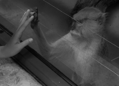 Kliknij na zdjęcie, żeby zobaczyć w pełnych wymiarach