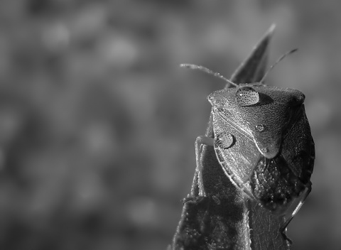 Kliknij na zdjęcie, żeby zobaczyć w pełnych wymiarach