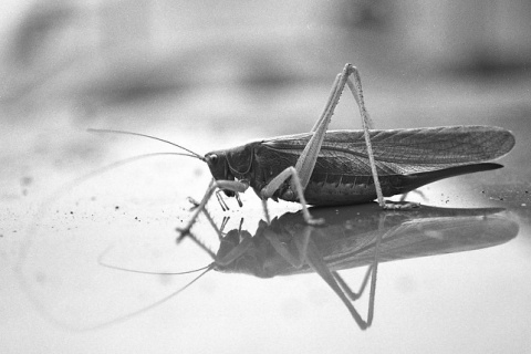 Kliknij na zdjęcie, żeby zobaczyć w pełnych wymiarach