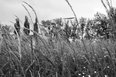 Kliknij na zdjęcie, żeby zobaczyć w pełnych wymiarach