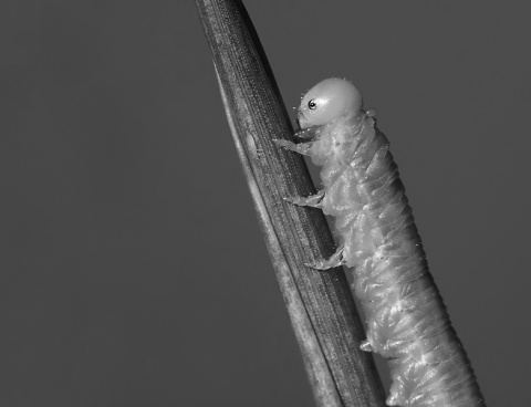 Kliknij na zdjęcie, żeby zobaczyć w pełnych wymiarach