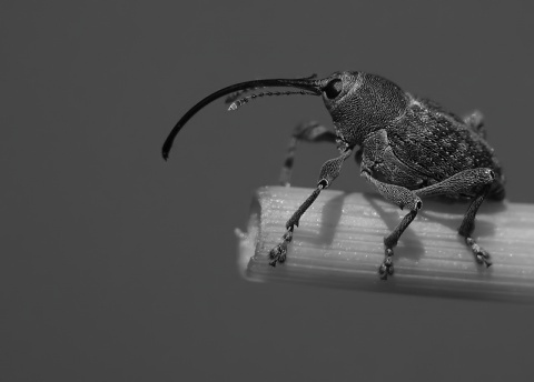 Kliknij na zdjęcie, żeby zobaczyć w pełnych wymiarach