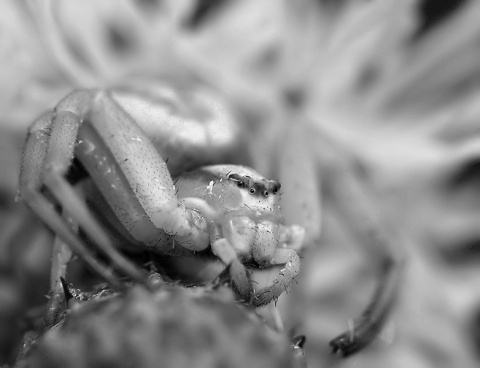 Kliknij na zdjęcie, żeby zobaczyć w pełnych wymiarach