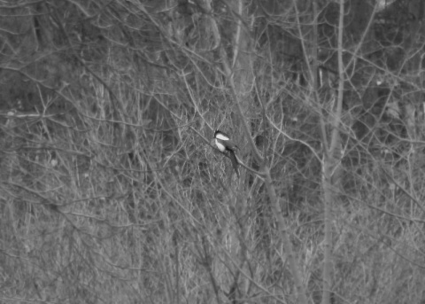 Kliknij na zdjęcie, żeby zobaczyć w pełnych wymiarach