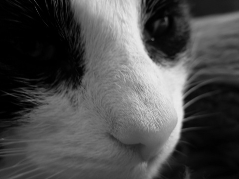 Kliknij na zdjęcie, żeby zobaczyć w pełnych wymiarach