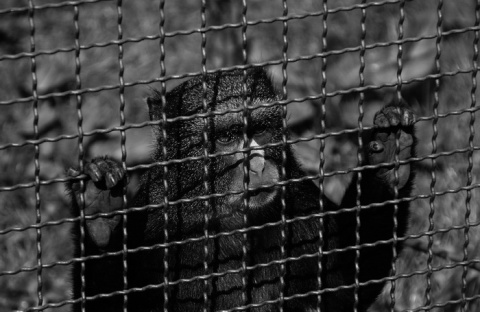 Kliknij na zdjęcie, żeby zobaczyć w pełnych wymiarach