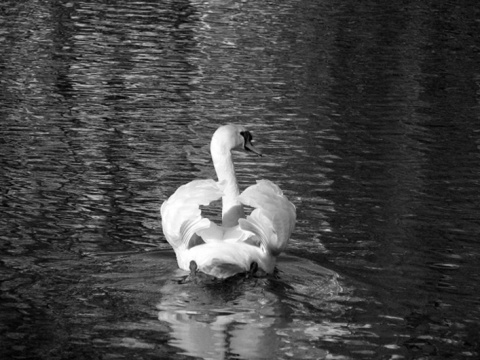 Kliknij na zdjęcie, żeby zobaczyć w pełnych wymiarach