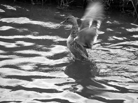 Kliknij na zdjęcie, żeby zobaczyć w pełnych wymiarach