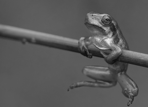 Kliknij na zdjęcie, żeby zobaczyć w pełnych wymiarach