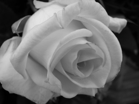 Kliknij na zdjęcie, żeby zobaczyć w pełnych wymiarach