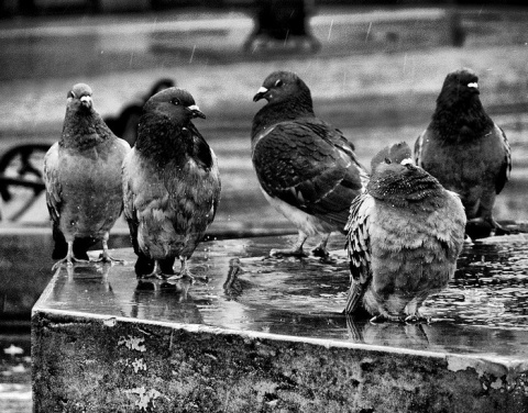 Kliknij na zdjęcie, żeby zobaczyć w pełnych wymiarach