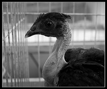 Kliknij na zdjęcie, żeby zobaczyć w pełnych wymiarach