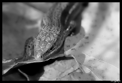 Kliknij na zdjęcie, żeby zobaczyć w pełnych wymiarach