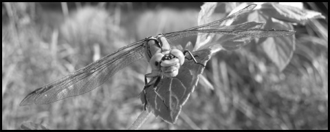 Kliknij na zdjęcie, żeby zobaczyć w pełnych wymiarach