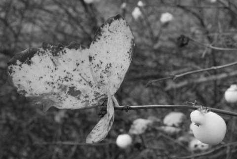 Kliknij na zdjęcie, żeby zobaczyć w pełnych wymiarach