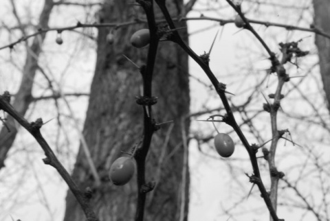 Kliknij na zdjęcie, żeby zobaczyć w pełnych wymiarach