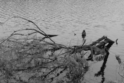 Kliknij na zdjęcie, żeby zobaczyć w pełnych wymiarach