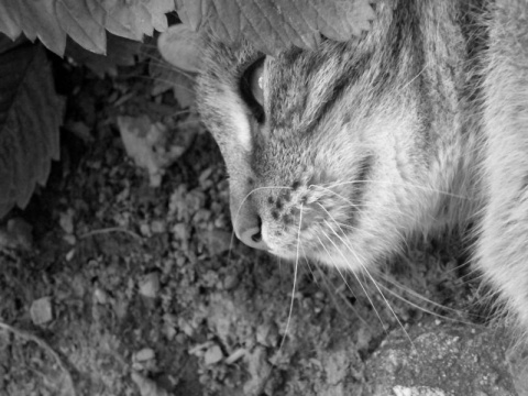 Kliknij na zdjęcie, żeby zobaczyć w pełnych wymiarach