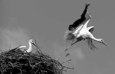 Kliknij na zdjęcie, żeby zobaczyć w pełnych wymiarach