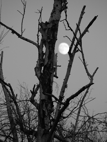 Kliknij na zdjęcie, żeby zobaczyć w pełnych wymiarach