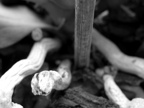 Kliknij na zdjęcie, żeby zobaczyć w pełnych wymiarach