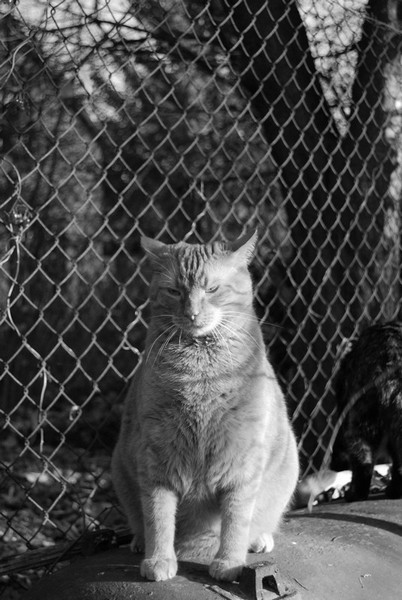 Kliknij na zdjęcie, żeby zobaczyć w pełnych wymiarach