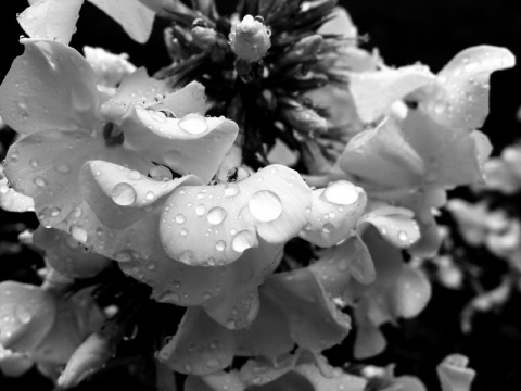 Kliknij na zdjęcie, żeby zobaczyć w pełnych wymiarach