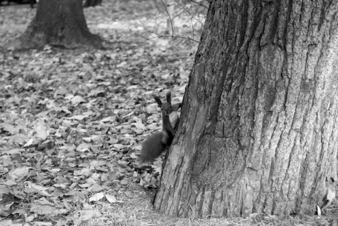 Kliknij na zdjęcie, żeby zobaczyć w pełnych wymiarach