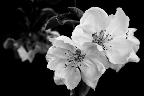 Kliknij na zdjęcie, żeby zobaczyć w pełnych wymiarach