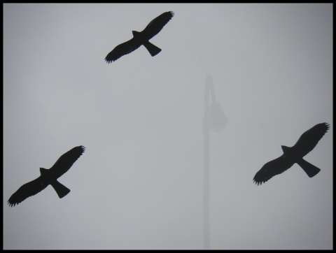 Kliknij na zdjęcie, żeby zobaczyć w pełnych wymiarach