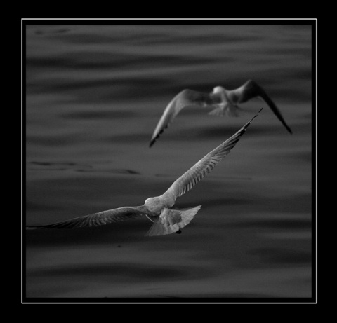 Kliknij na zdjęcie, żeby zobaczyć w pełnych wymiarach