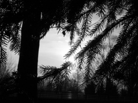 Kliknij na zdjęcie, żeby zobaczyć w pełnych wymiarach